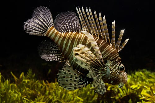 Free Kostenloses Stock Foto zu aquarium, fisch, rotfeuerfische Stock Photo