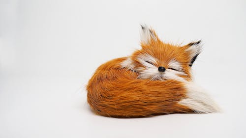 Free stock photo of doll, fox, little fox Stock Photo