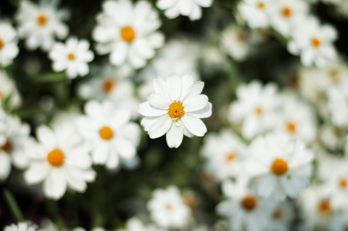 Close-Up Photography of White Daisy
