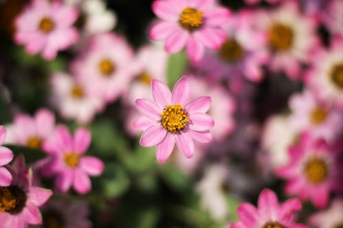 Fotografi Close Up Bunga Merah Muda