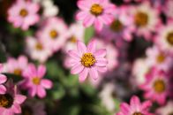 粉色的花朵鲜艳盛开，背景模糊，花瓣细腻，尽显自然之美