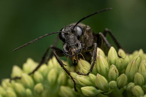 Imagine de stoc gratuită din artropod, cocoțat, foc extrem de aproape