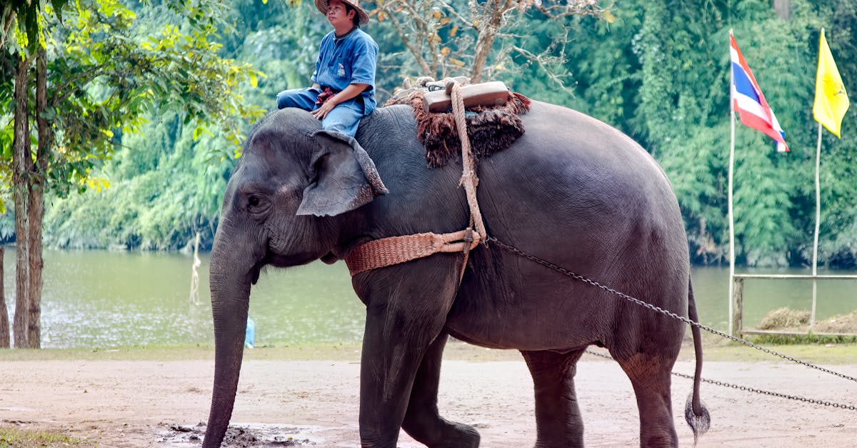 How to make an elephant easy