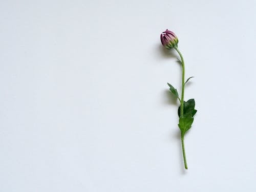 Gratis Bunga Petaled Ungu Di Permukaan Putih Foto Stok