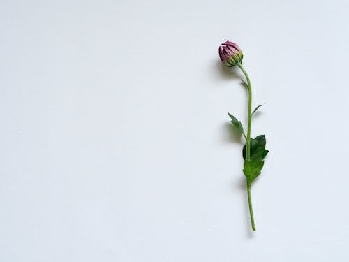 Purple Petaled Flower on White Surface