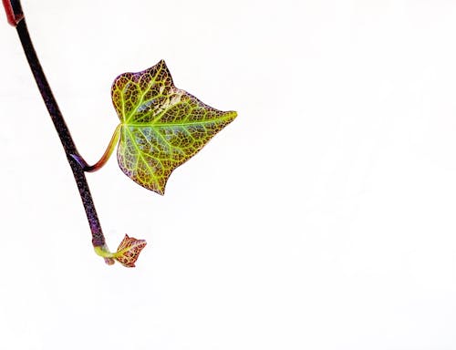 Free stock photo of close-up, leaves, minimalism