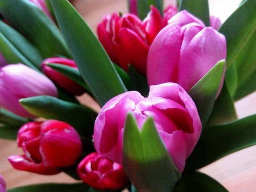 Close-Up Photography of Tulips