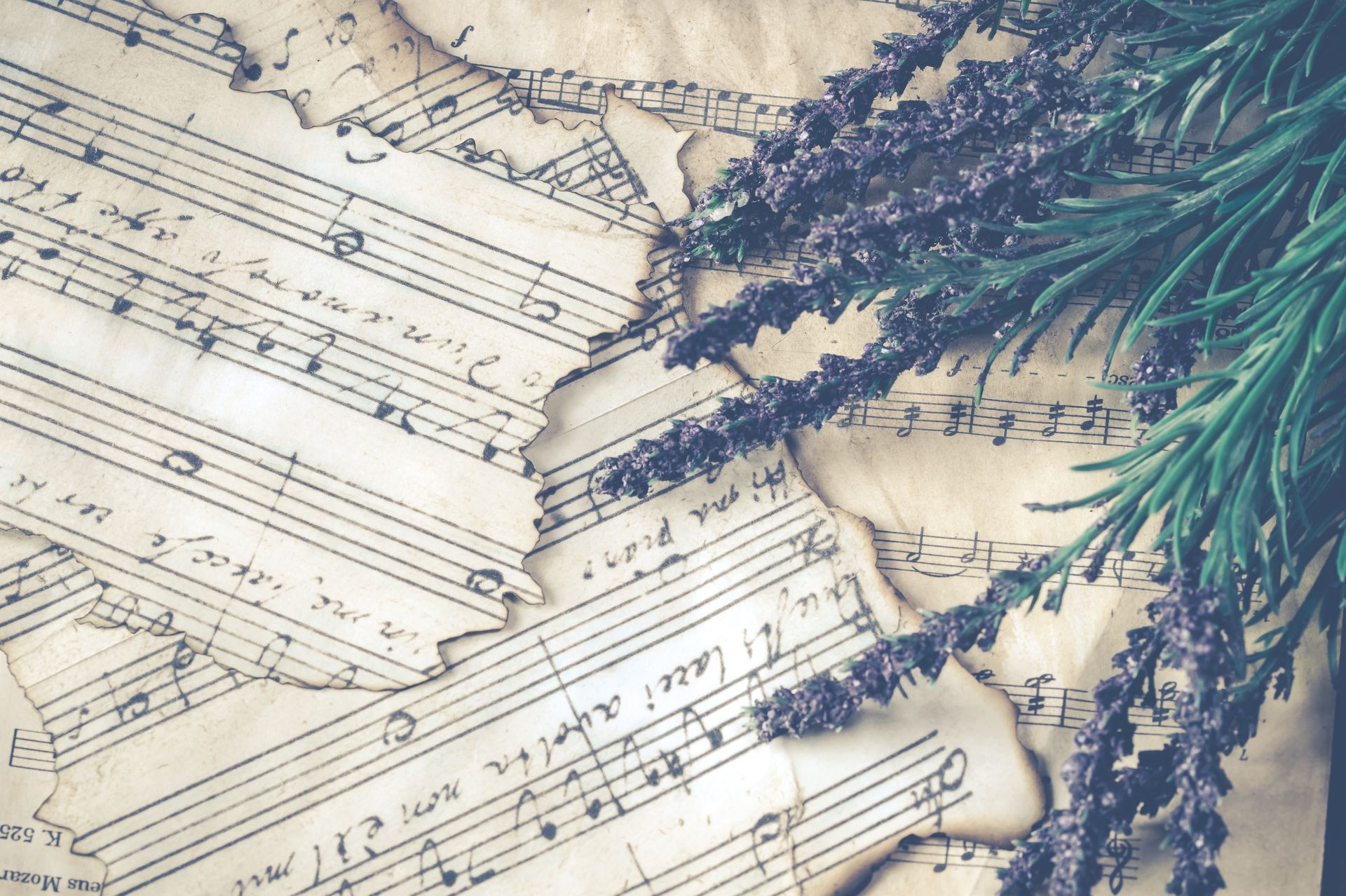 Purple Lavender Over Music Sheet