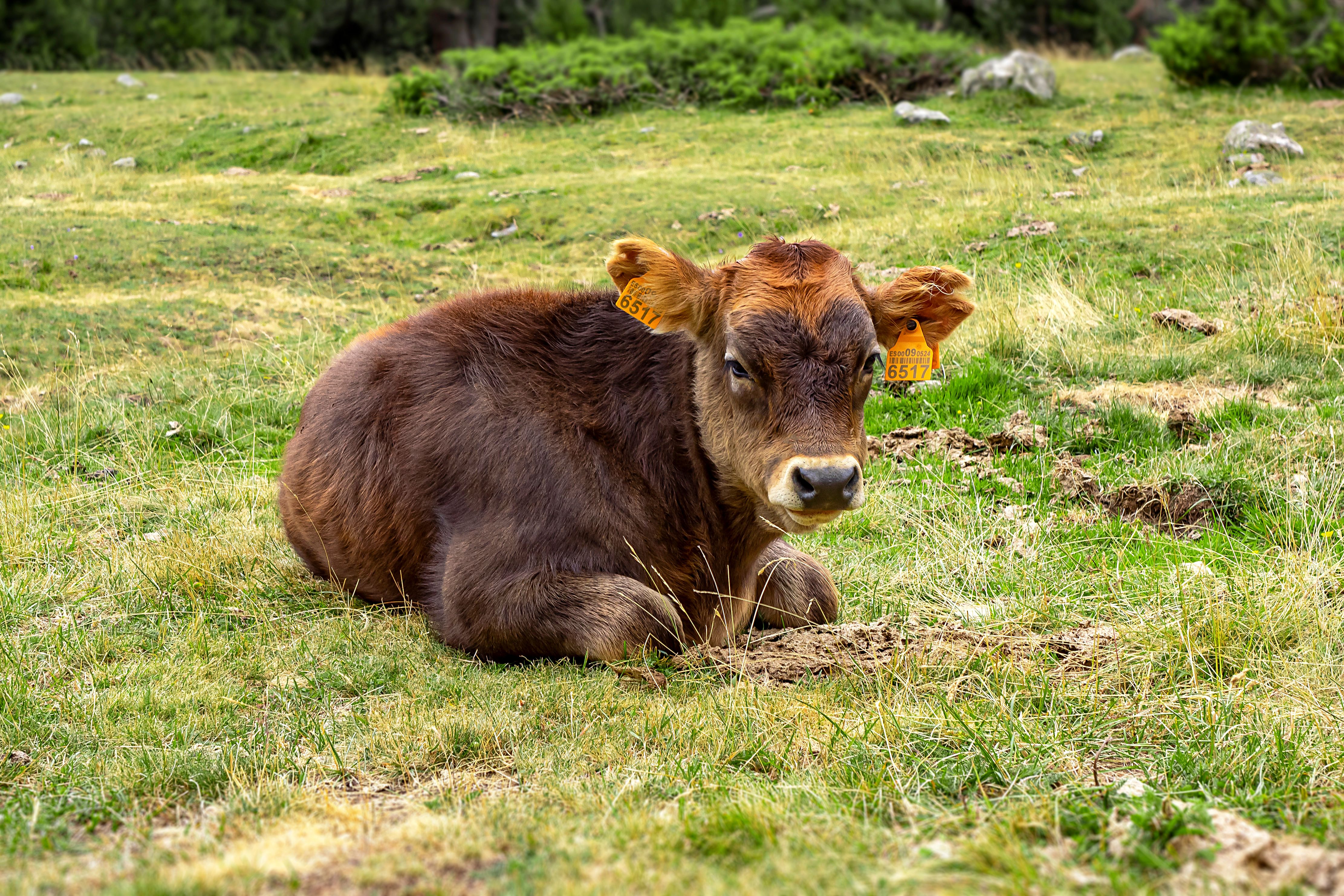 Photo of a Brown Cow Lying on the Grass · Free Stock Photo