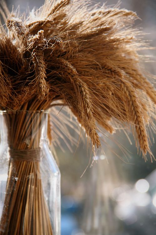 Free Close-up of golden wheat stalks in a glass vase with natural sunlight. Stock Photo
