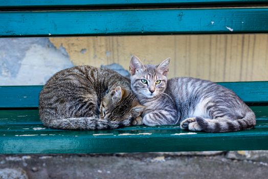 Two tabby cats resting on a green bench, showcasing their adorable companionship.