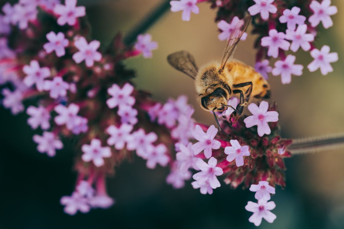 Abeja sobre una verbena.