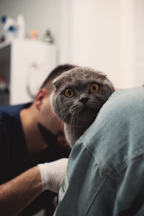 Selective Focus Photo of a Scared Scottish Fold Cat at the Veterinary