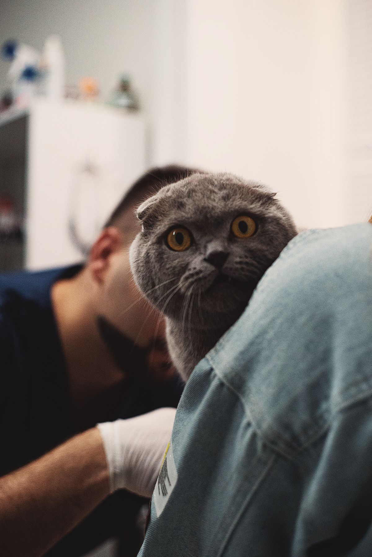 A shy cat being examined at the veterinary clinic