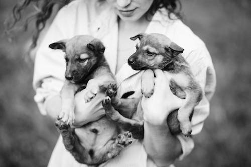 Grayscale Photography of Three Dogs