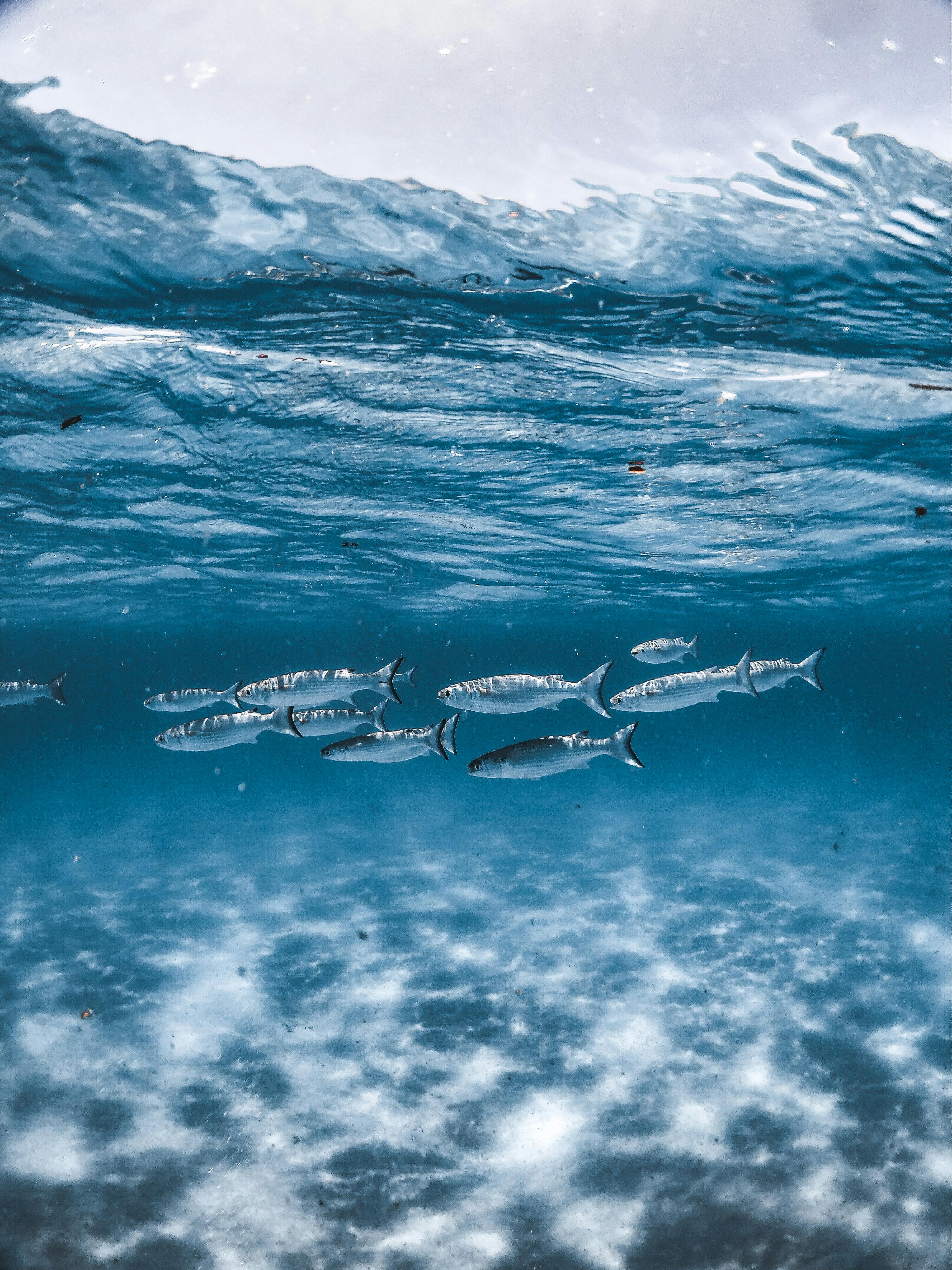 A captivating underwater image of a shoal of fish swimming gracefully beneath ocean waves, showcasing marine wildlife.