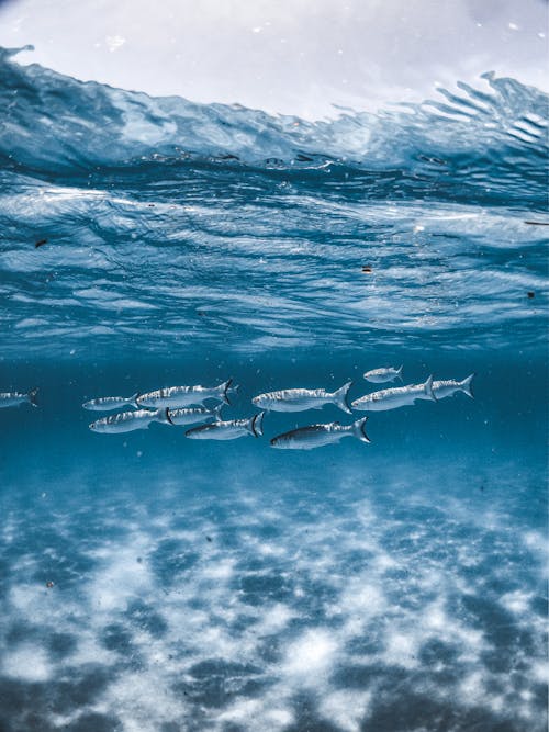 Foto profissional grátis de animal aquático, fotografia subaquática, habitat