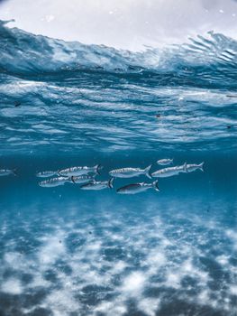 A captivating underwater image of a shoal of fish swimming gracefully beneath ocean waves, showcasing marine wildlife.