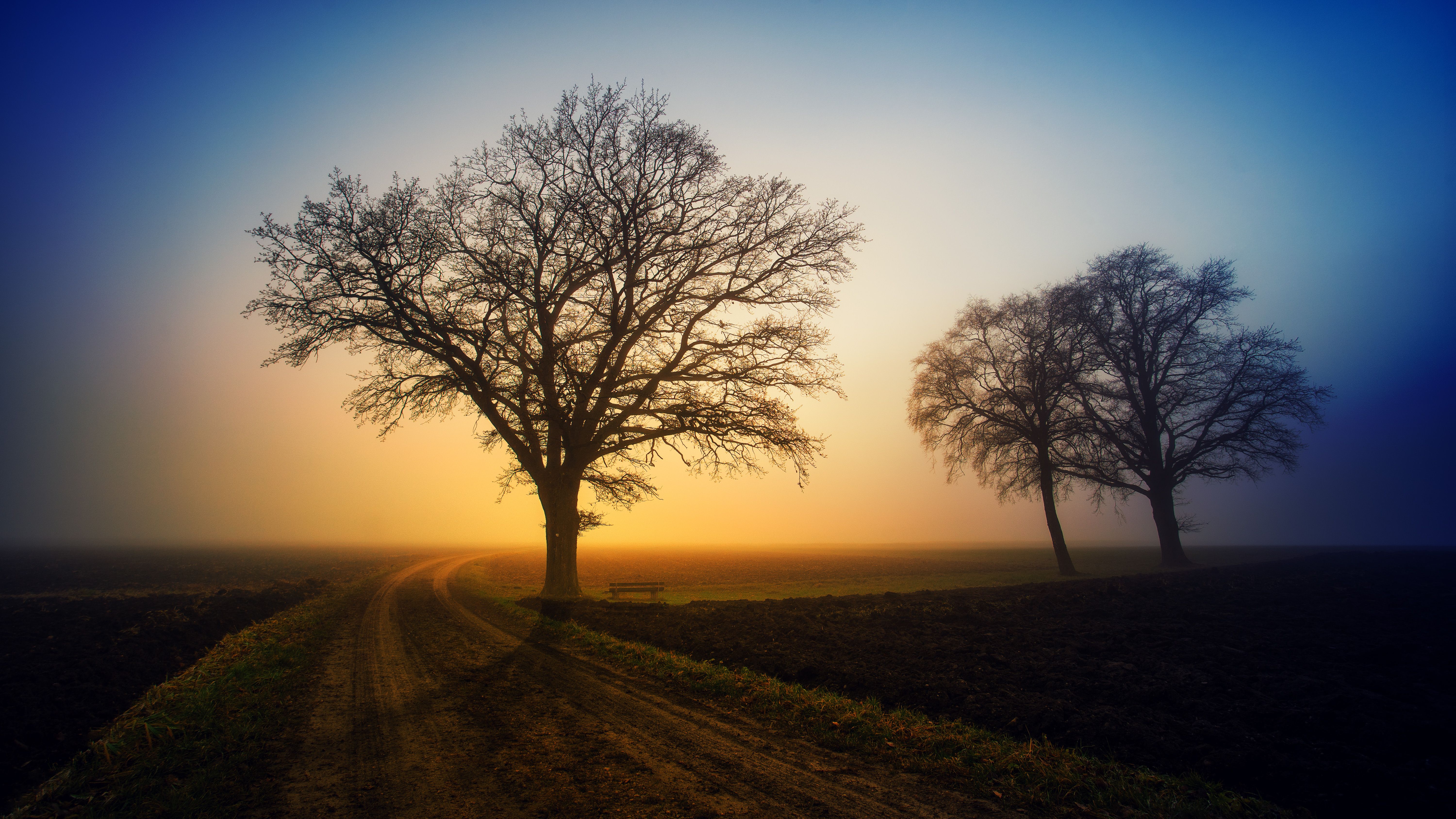 Beautiful sunrise with bare trees in a misty grass field, creating a serene silhouette effect.