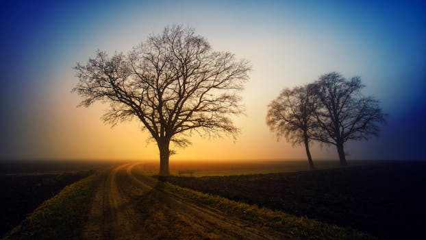 Beautiful sunrise with bare trees in a misty grass field, creating a serene silhouette effect.