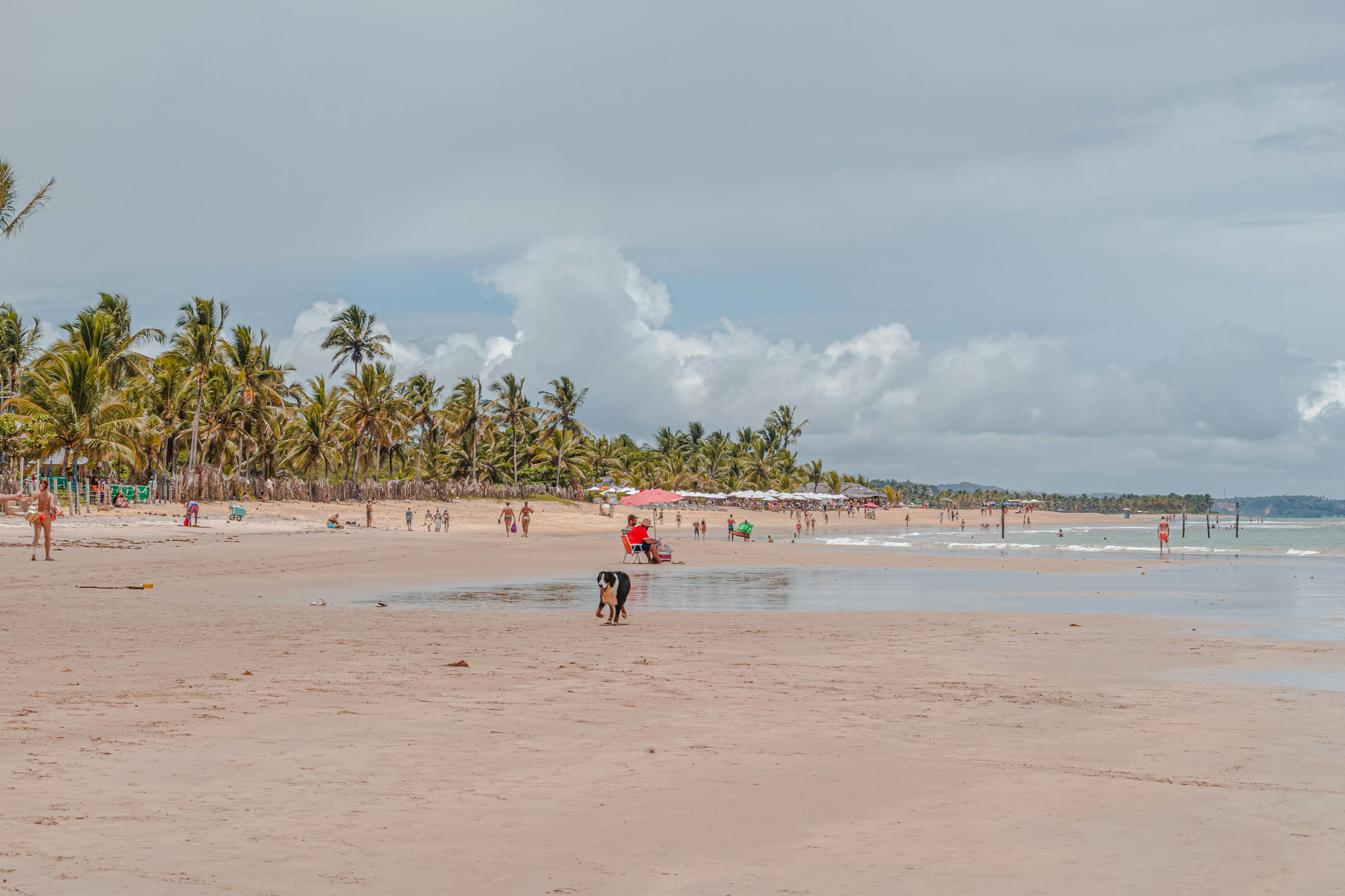 Enjoy a serene day at Trancoso Beach with lush palm trees and azure waters.