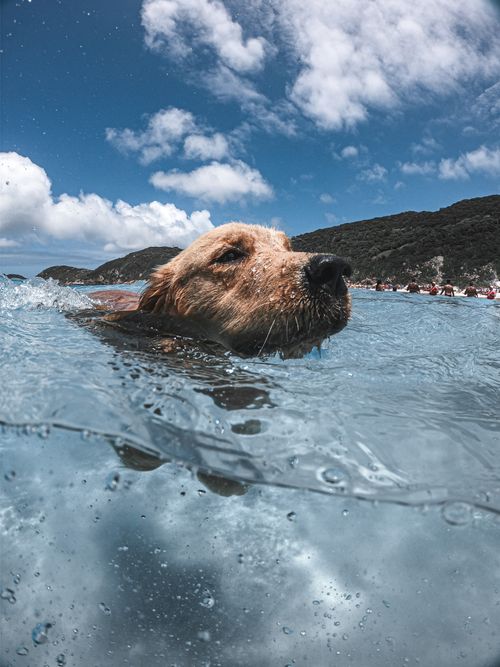 Free A golden retriever enjoying a swim in clear ocean waters under a bright blue sky. Stock Photo