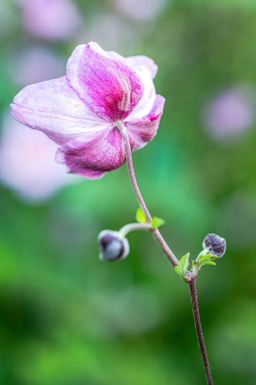 Free Close-Up Shot of a Pink Flower in Bloom Stock Photo