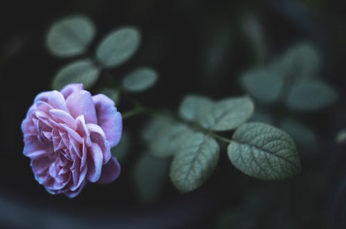 ピンクのバラ, フローラ, ローズの無料の写真素材
