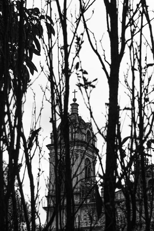 Imagine de stoc gratuită din alb-negru, arbori, biserică