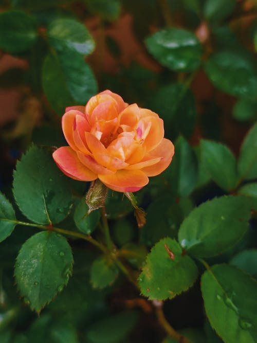 Close-Up Shot of a Flower