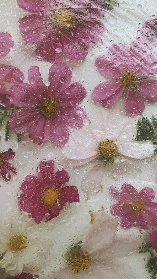 คลังภาพถ่ายฟรี ของ oxeye daisy, ความงามในธรรมชาติ, ดอกเดซี