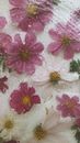 Pink and White Flower Petals