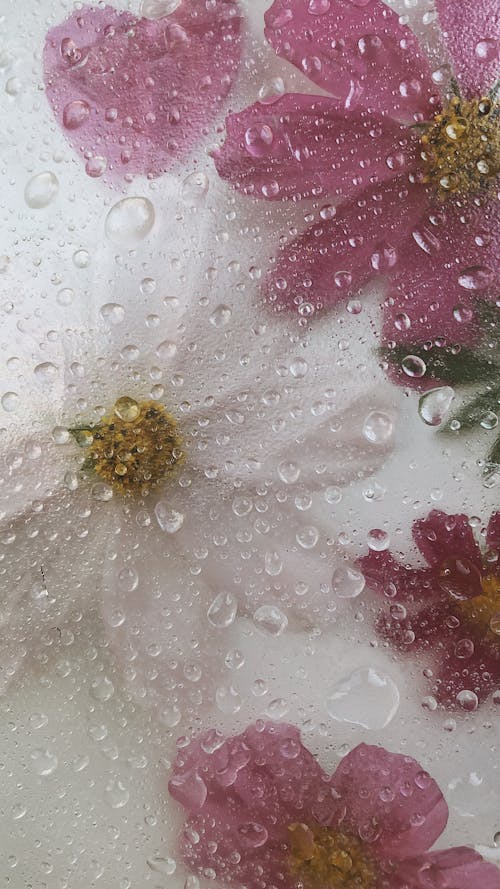 Free White Flower With Water Droplets Stock Photo