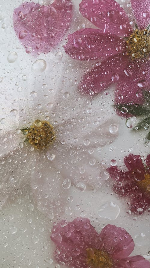 White Flower With Water Droplets