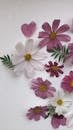 Pink and White Flowers on White Painted Wall