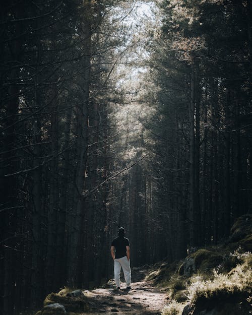 Free A Man Looking at the Tall Trees of the Forest Stock Photo