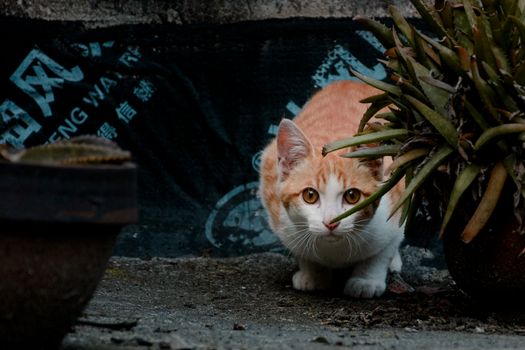 猫咪怕生怎么训练，慢慢接触，别硬抱
