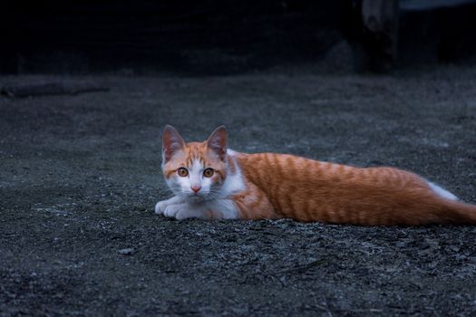 A ginger tabby cat lying on a textured ground, gazing into the camera.