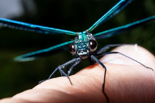 Green and Blue Dragonfly on Persons Hand