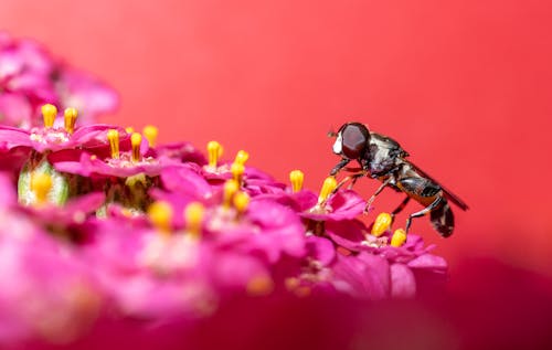 Close Up Photo of Wasp on Pink Flowers