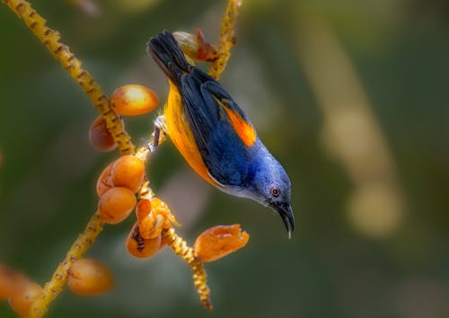 Close-Up Shot of a Bird 