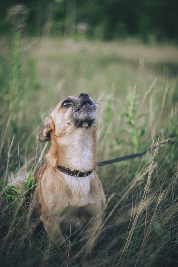 A Chihuahua Barking