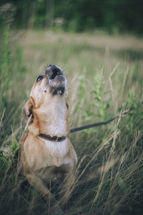 Free Barking Dog on Grass Field Stock Photo