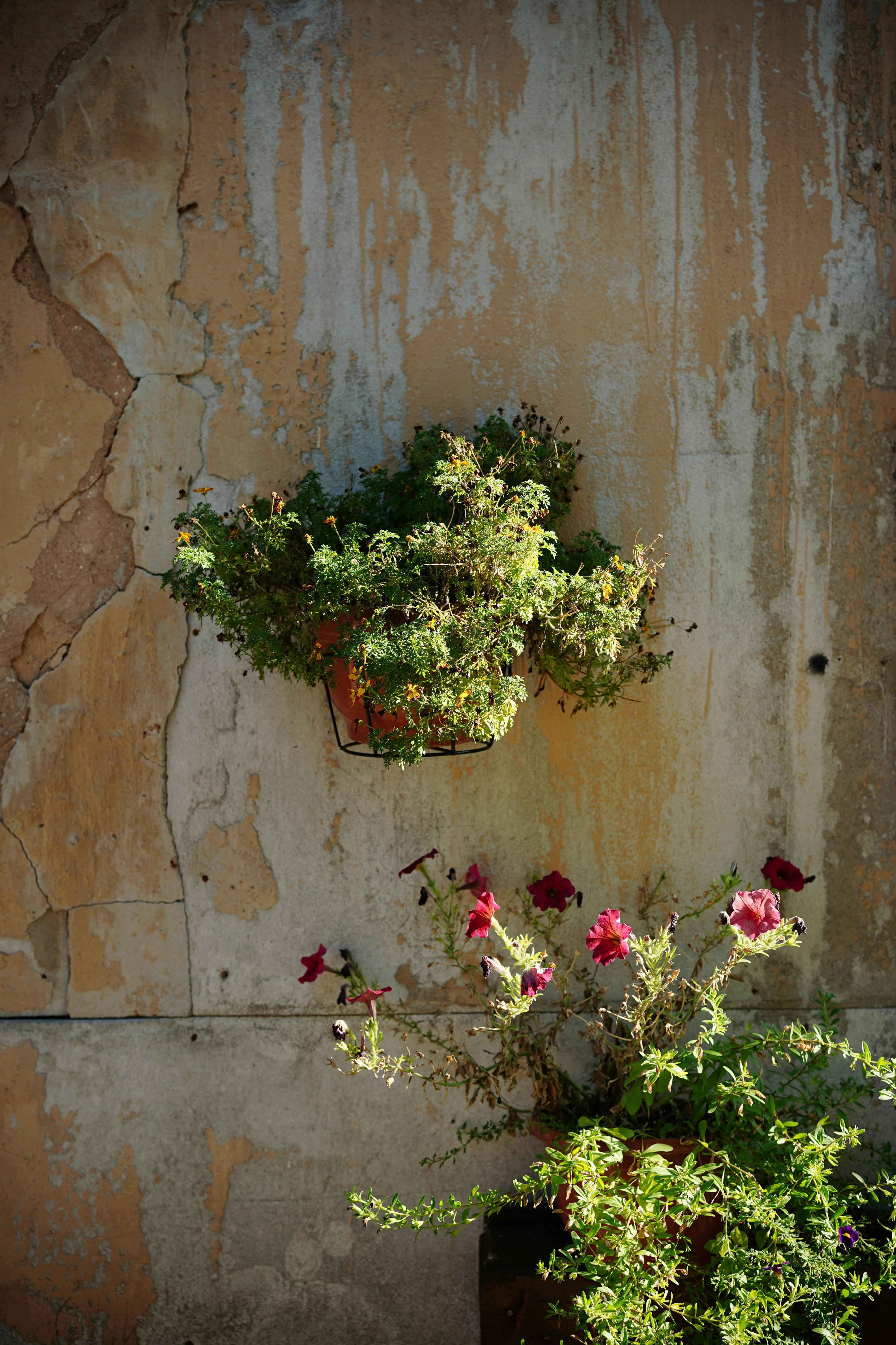 [ColoSach]-a-rustic-wall-with-peeling-paint-features-potted-flowering-plants,-creating-a-vintage-aesthetic.