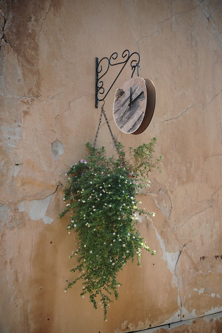 Green Plant Hanging Beside Brown Wall