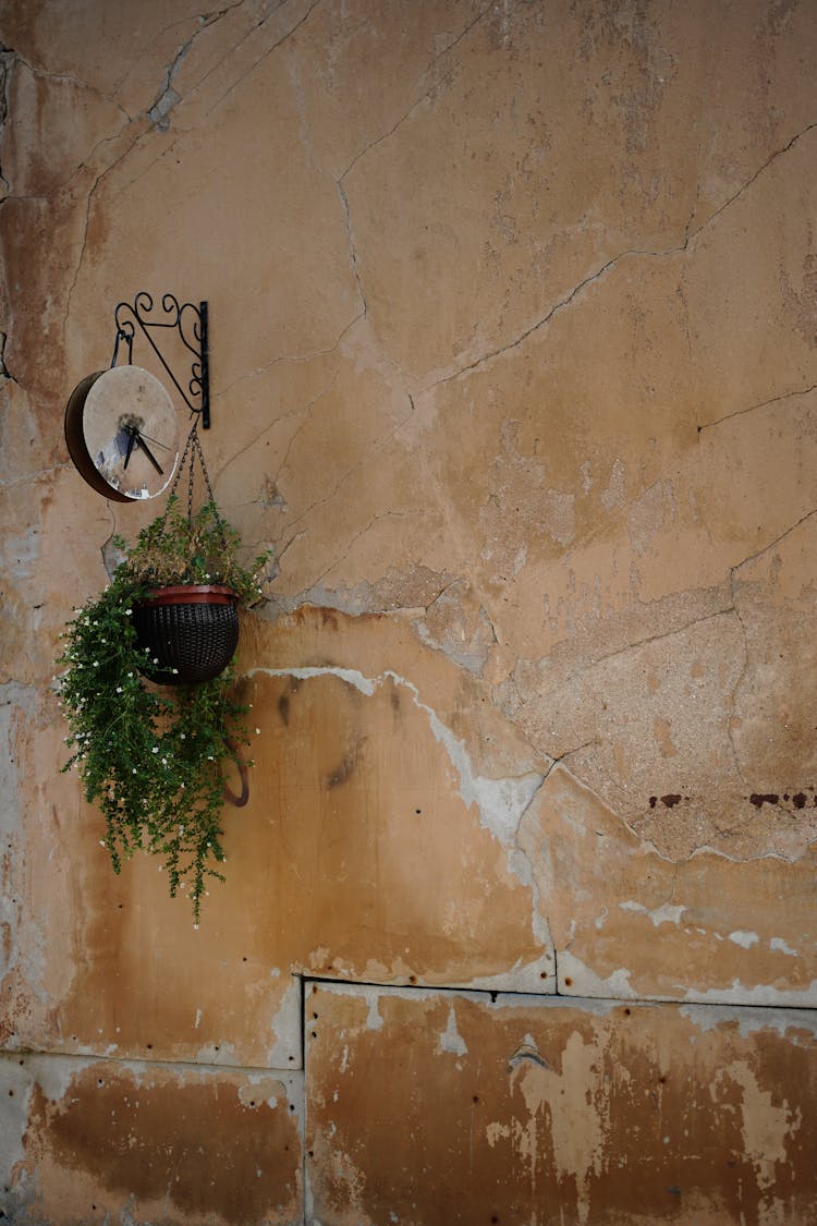 Green Potted Plant Hanging On Brown Worn-out Wall