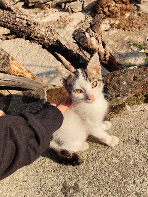 Foto d'estoc gratuïta de acariciant, adorable, amant dels animals