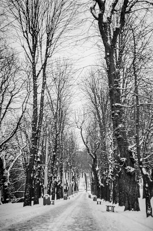 Fotos de stock gratuitas de árboles desnudos, clima frío, invierno