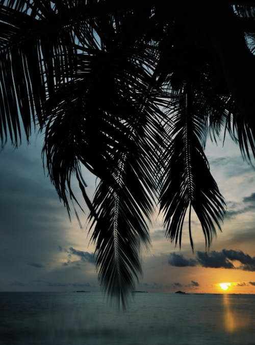 Silhouette of Palm Leaves During Sunset