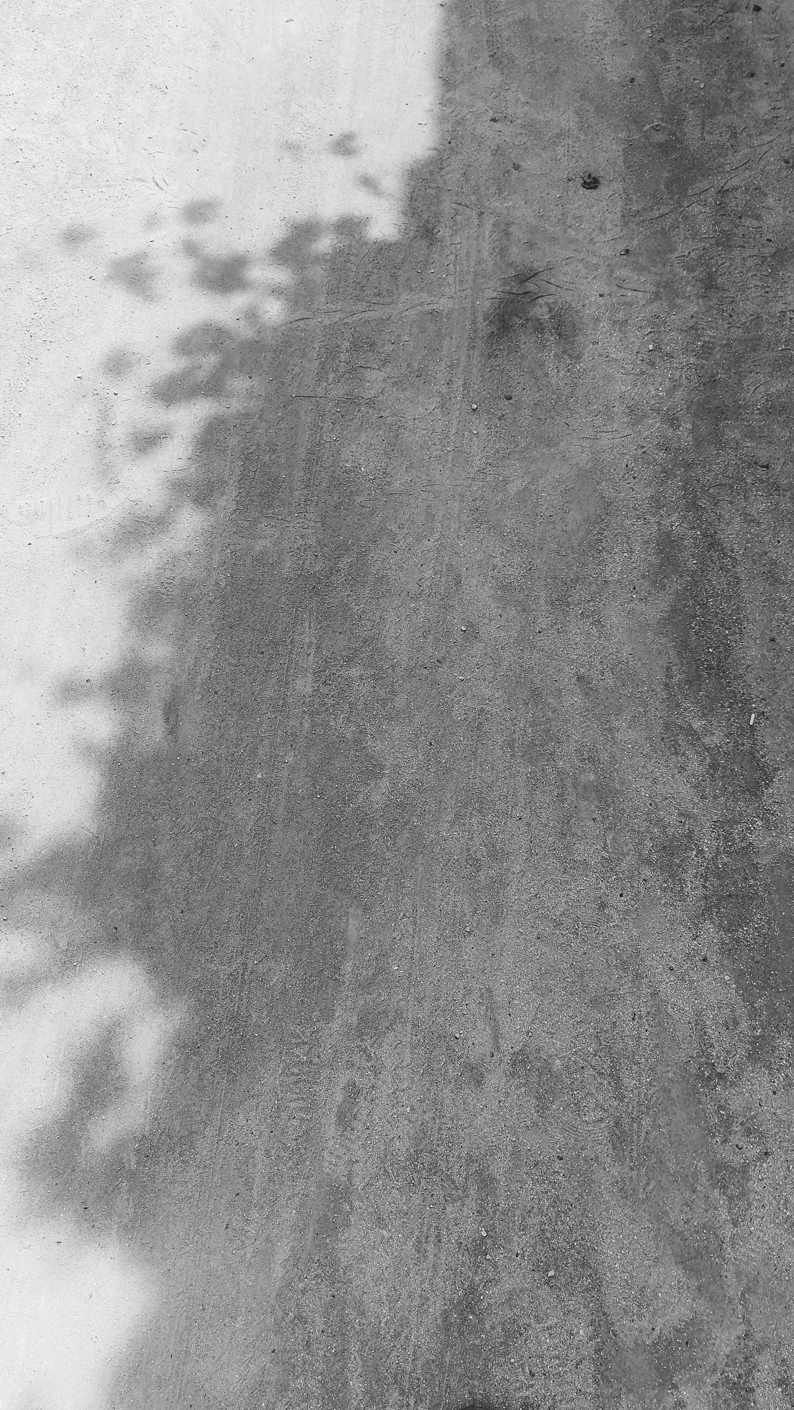 Безкоштовне Фото стіни в градаціях сірого з тінню пишного листя стокове фото